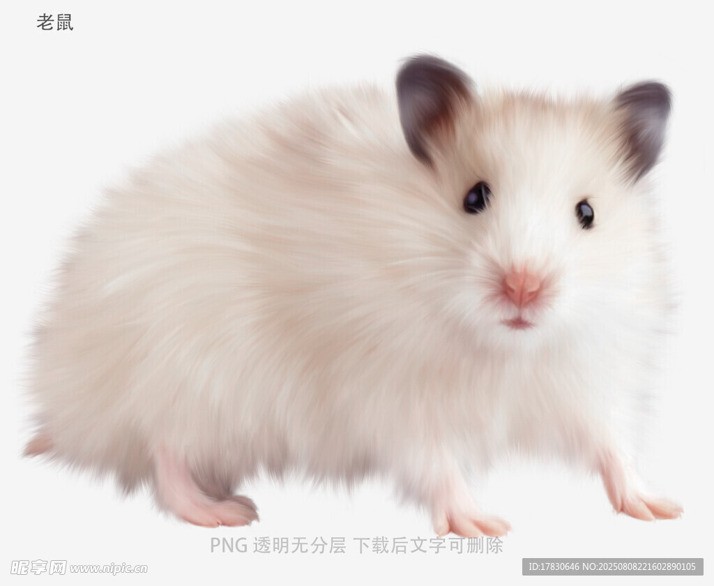 老鼠