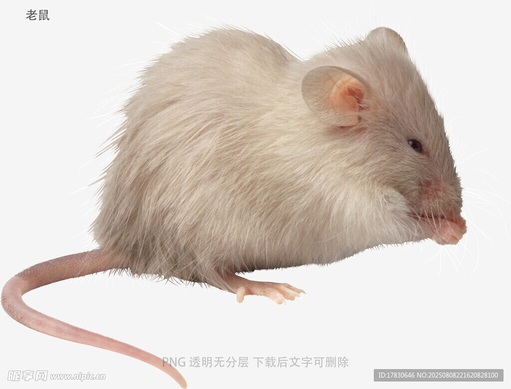 老鼠