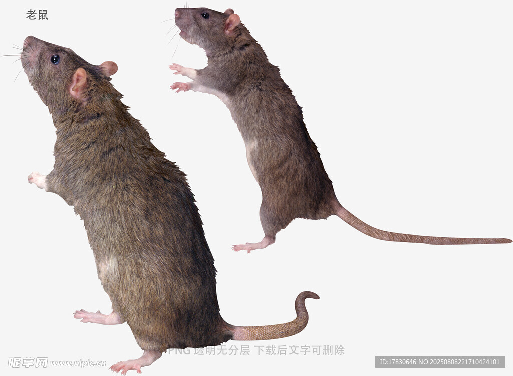 老鼠