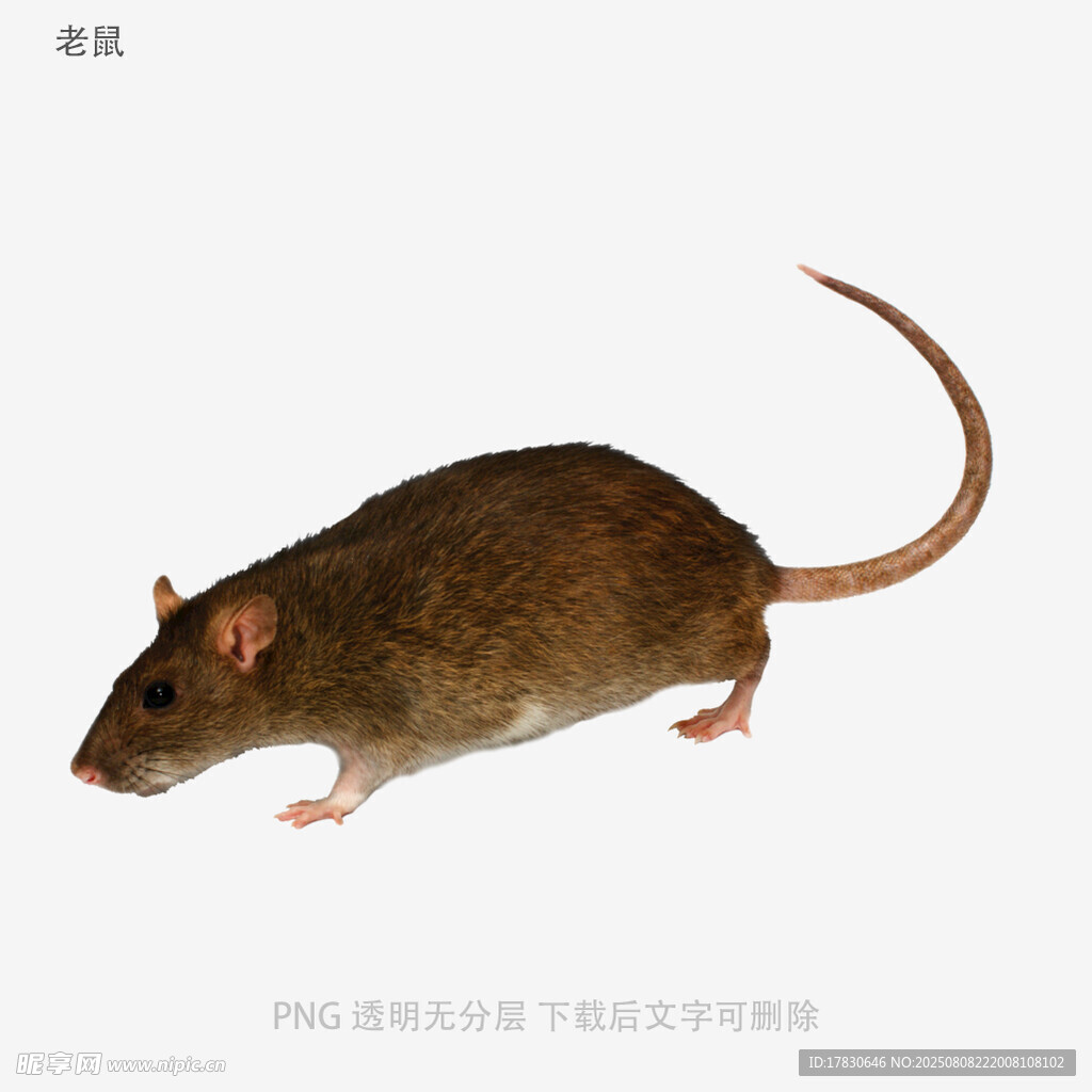 老鼠