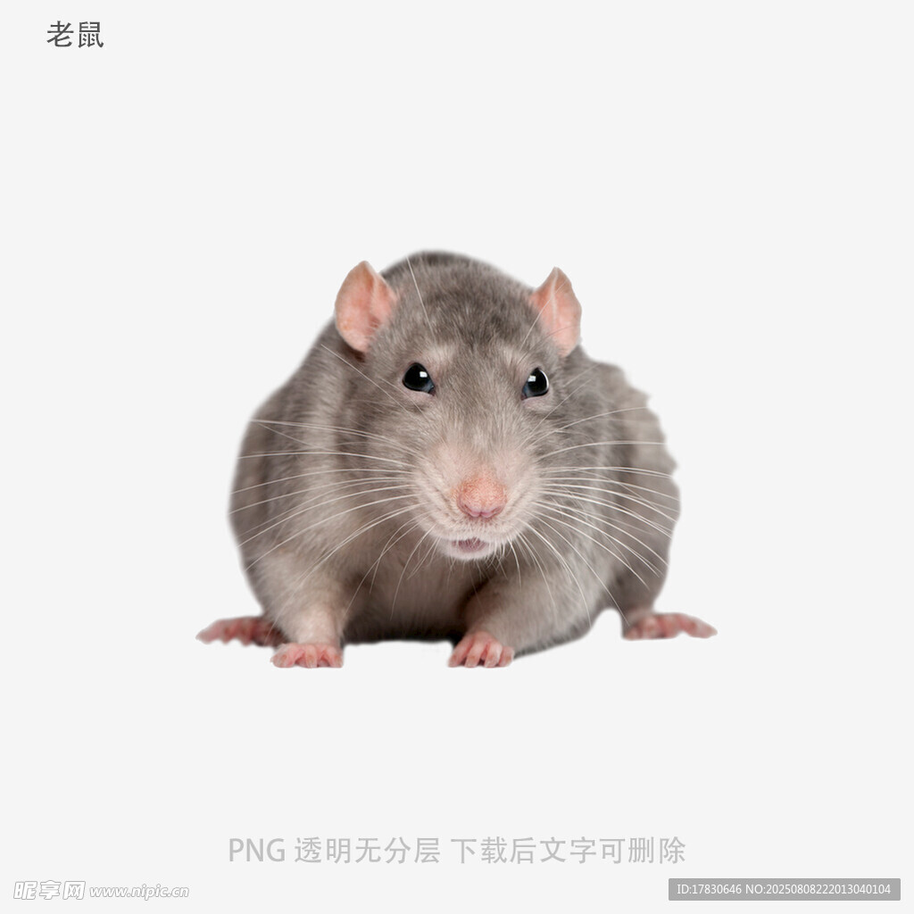 老鼠