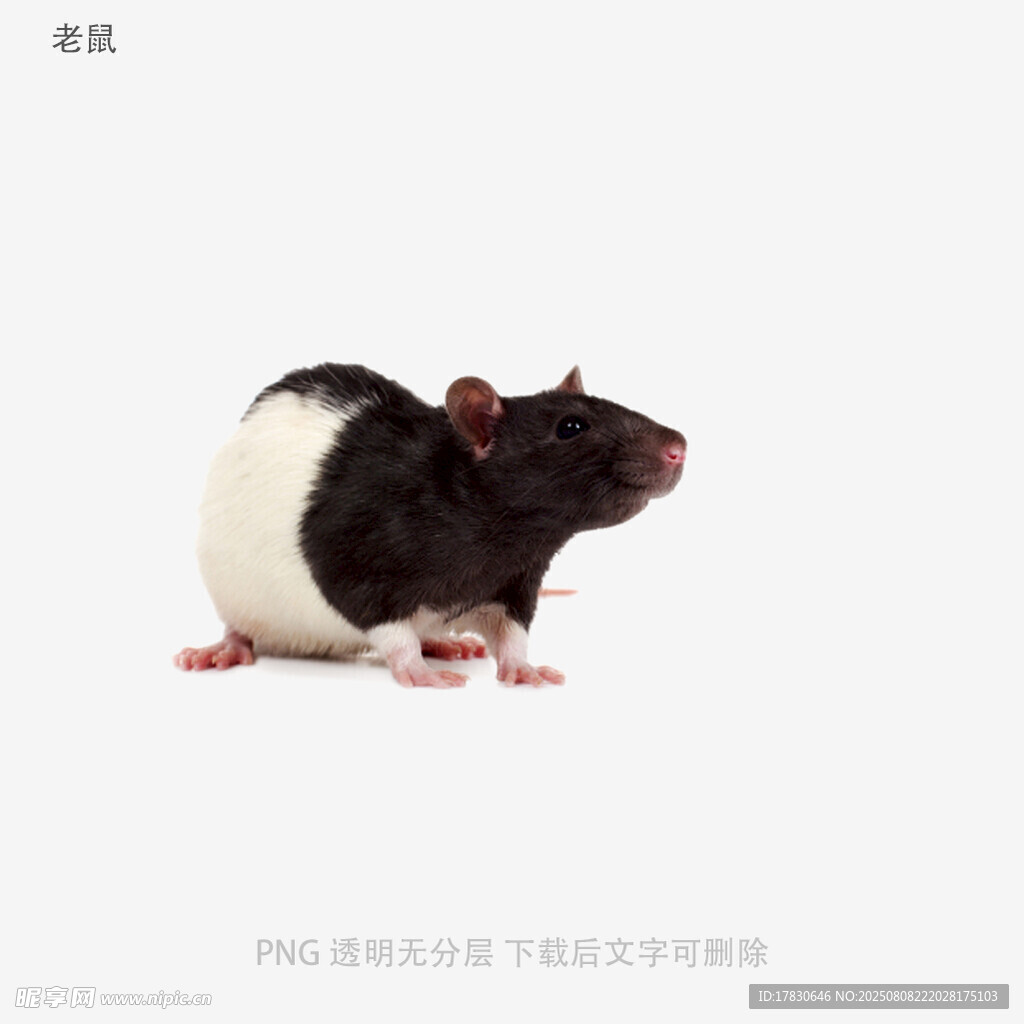 老鼠