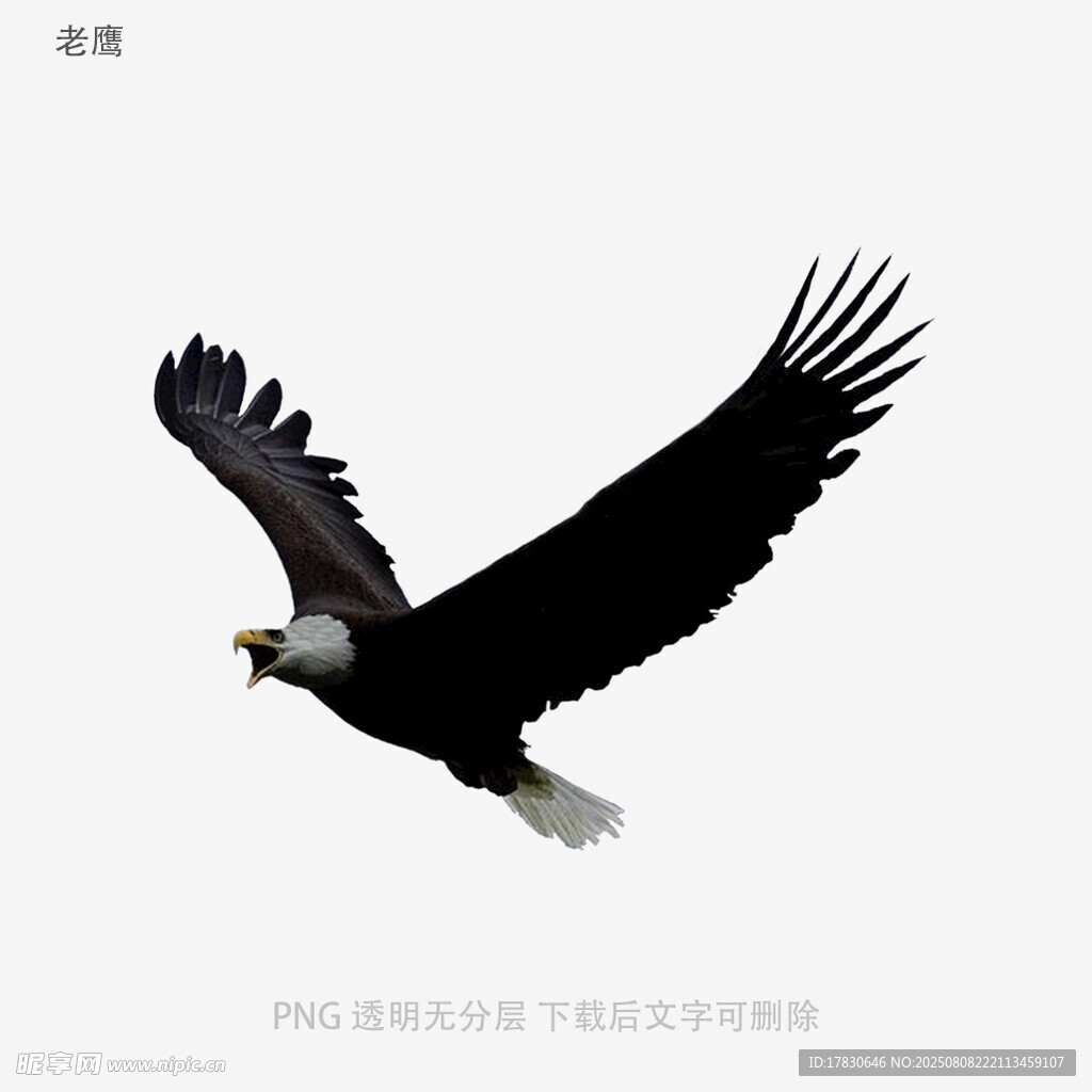 老鷹