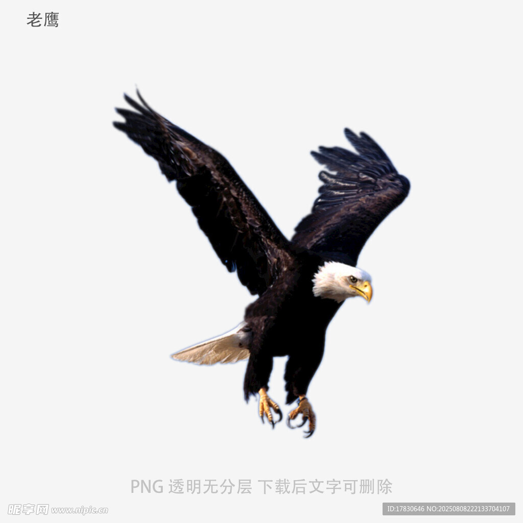 老鷹