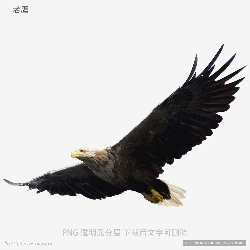 老鷹