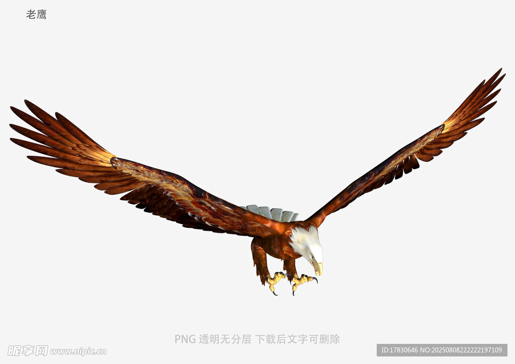 老鷹