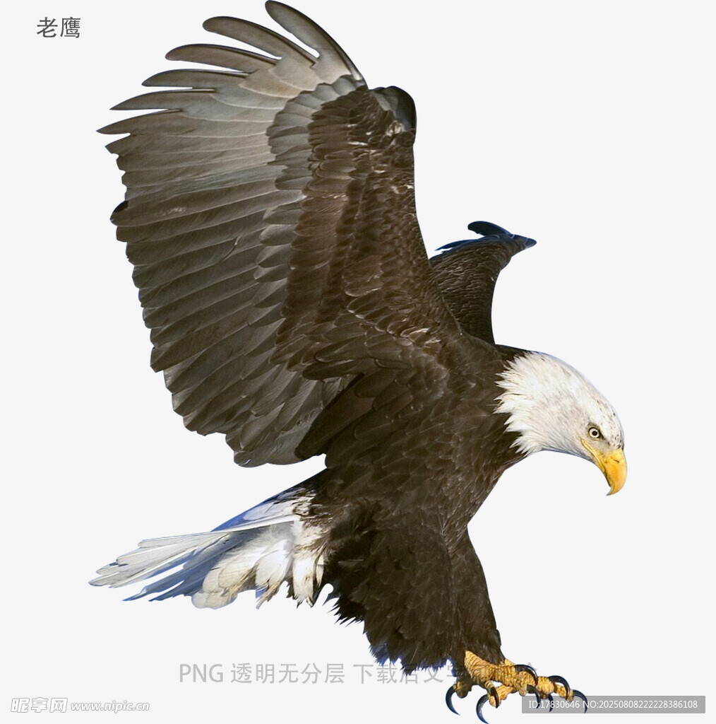 老鷹