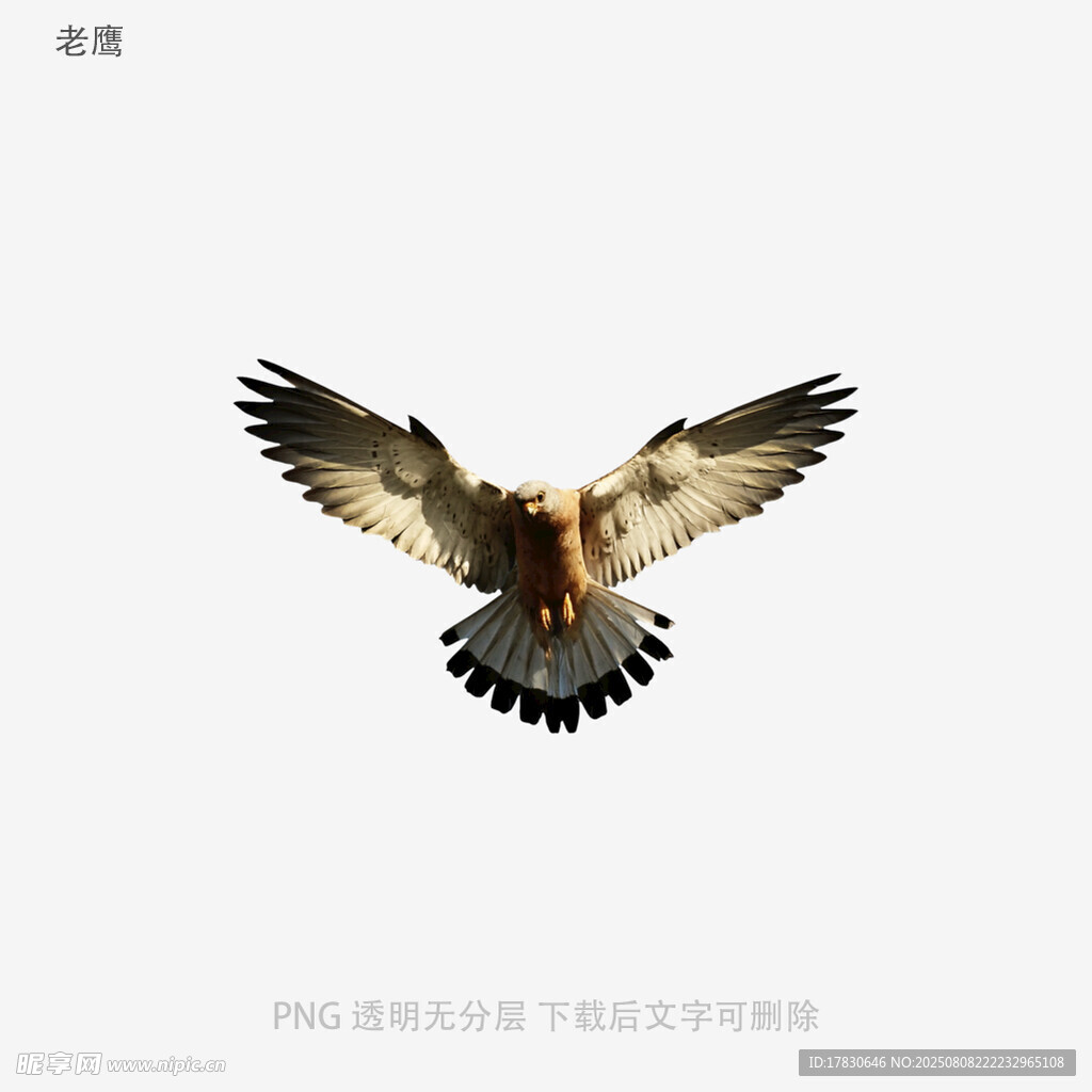 老鷹