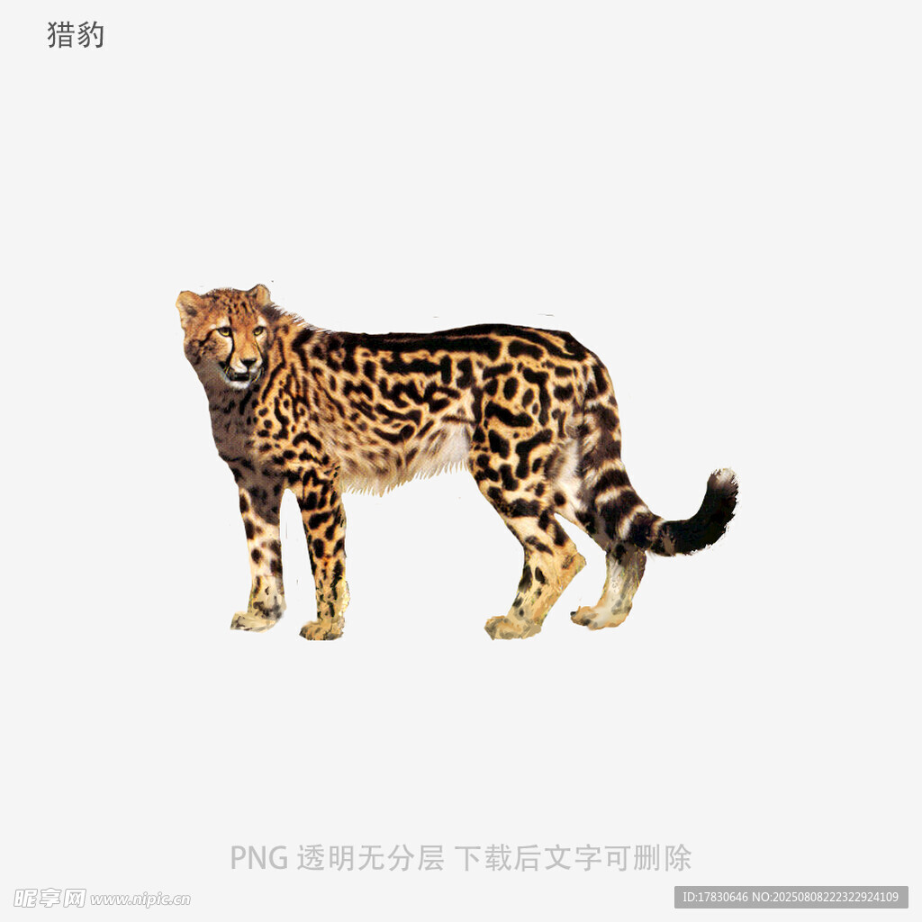 獵豹