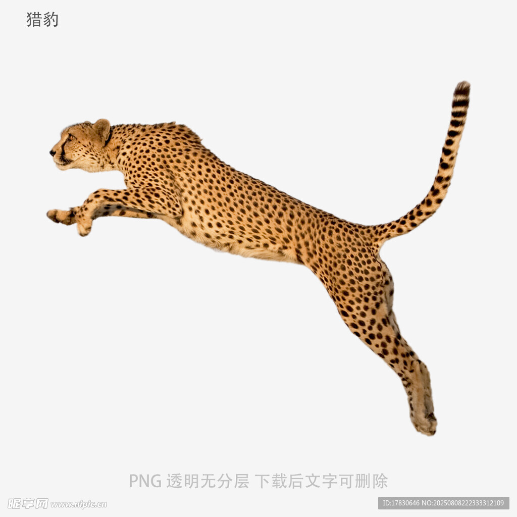 獵豹