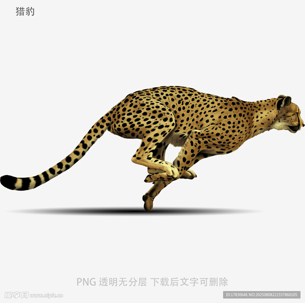 獵豹