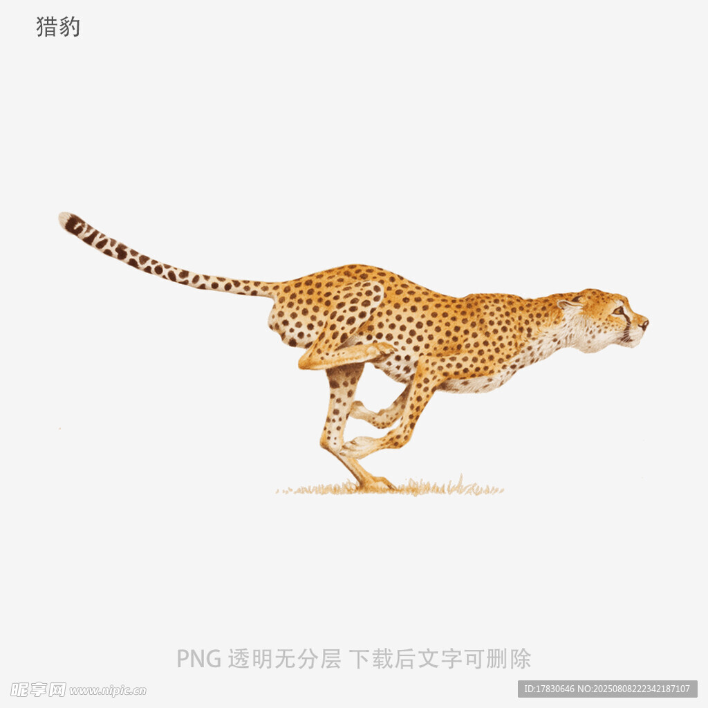 獵豹