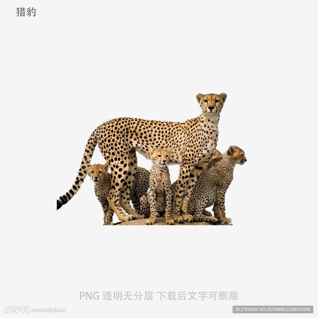 獵豹