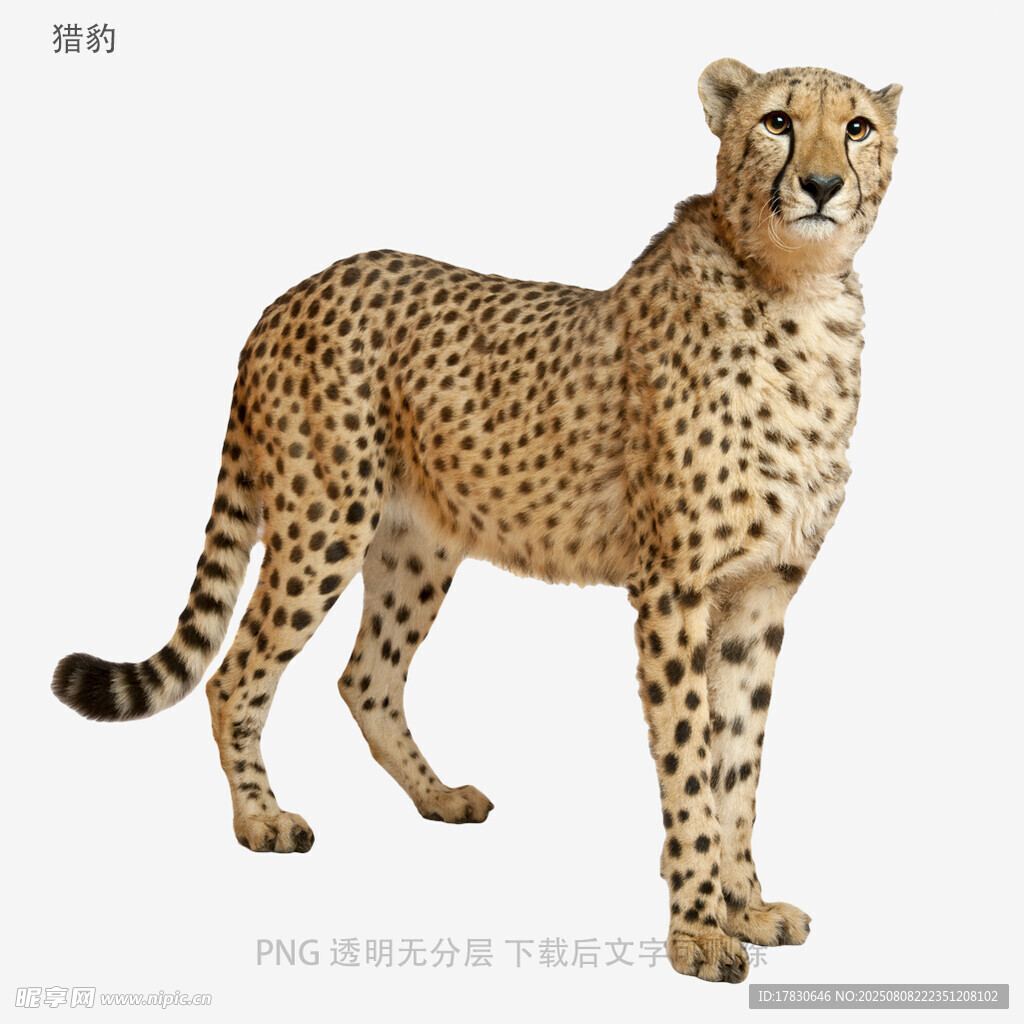 獵豹