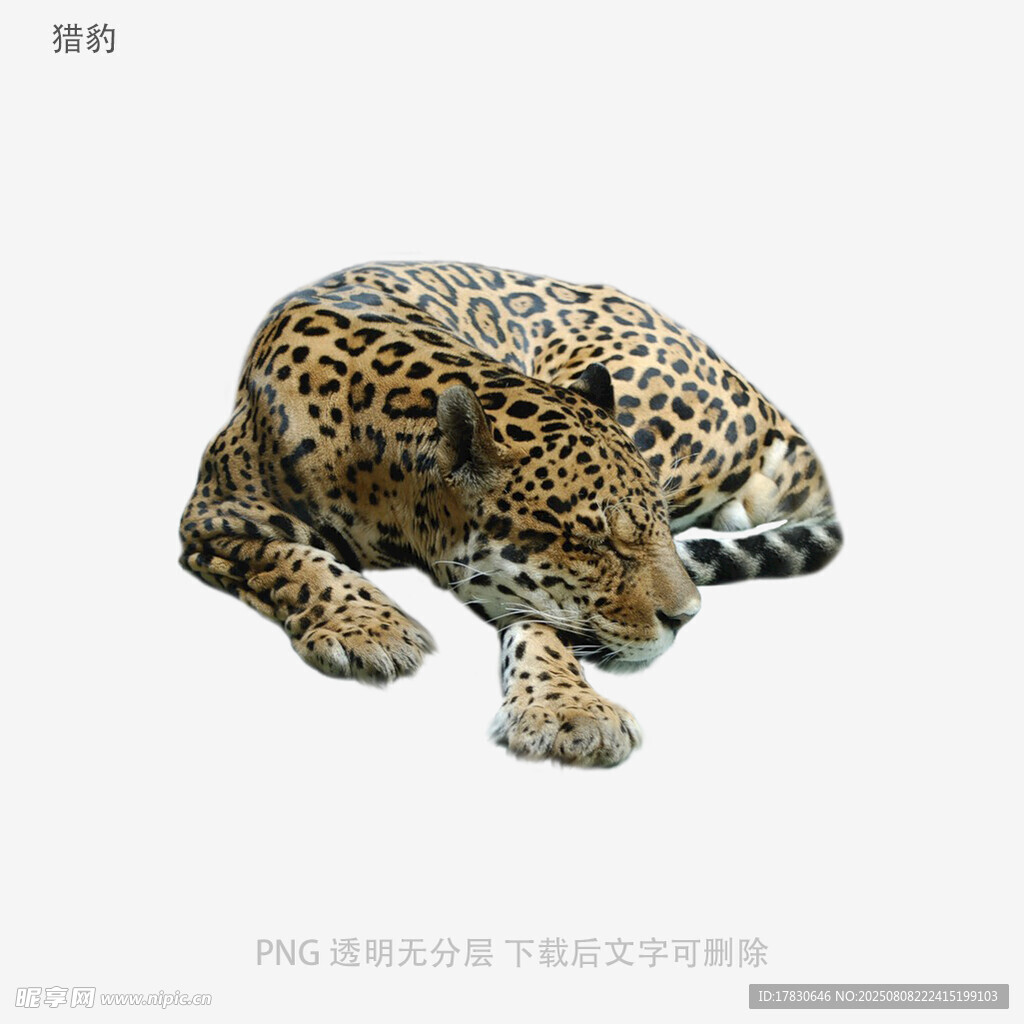 獵豹