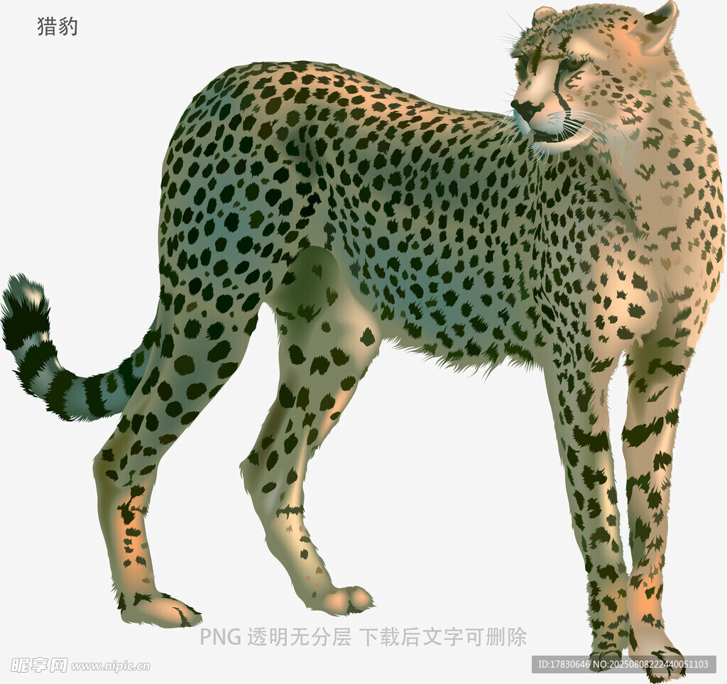 獵豹