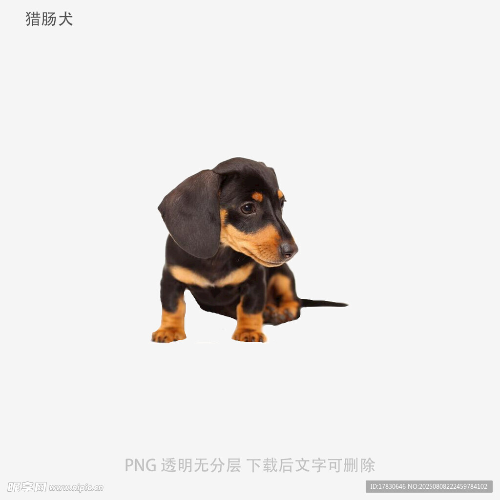 獵腸犬