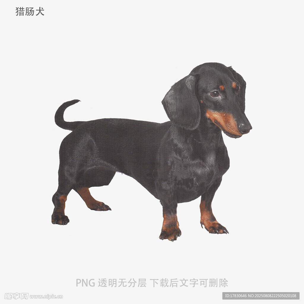 獵腸犬