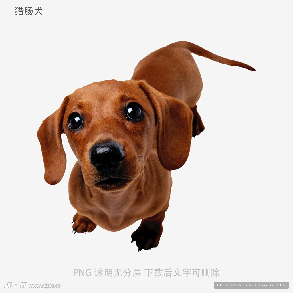 獵腸犬