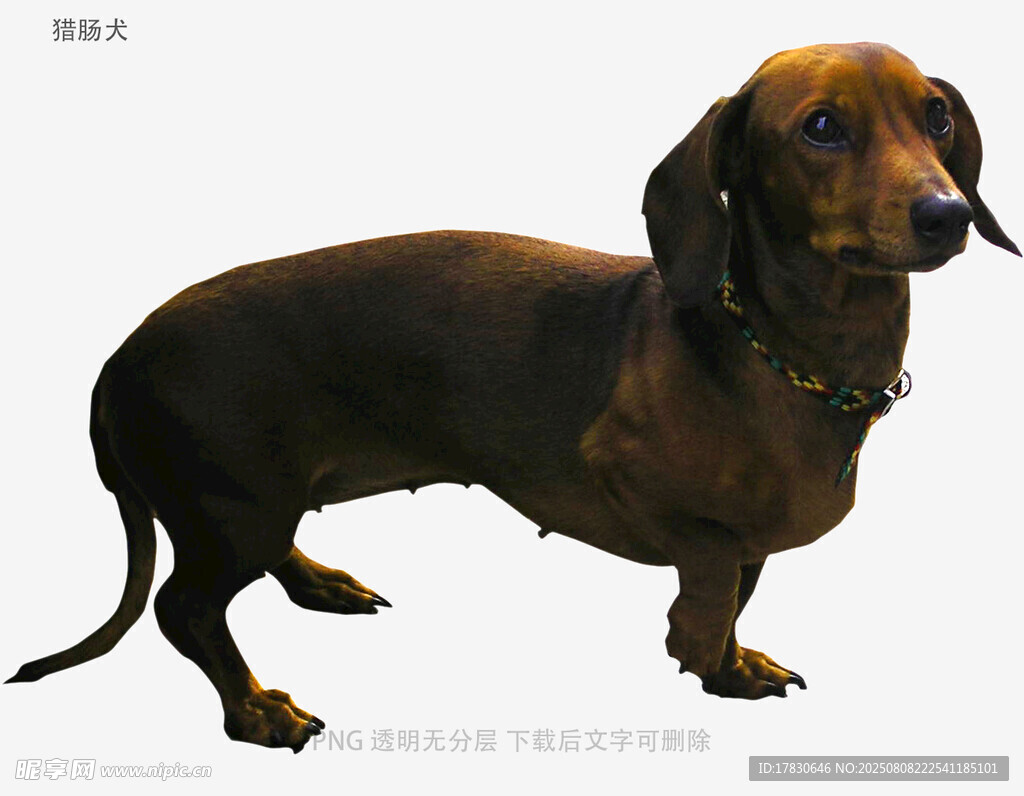獵腸犬