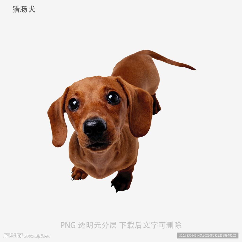 獵腸犬