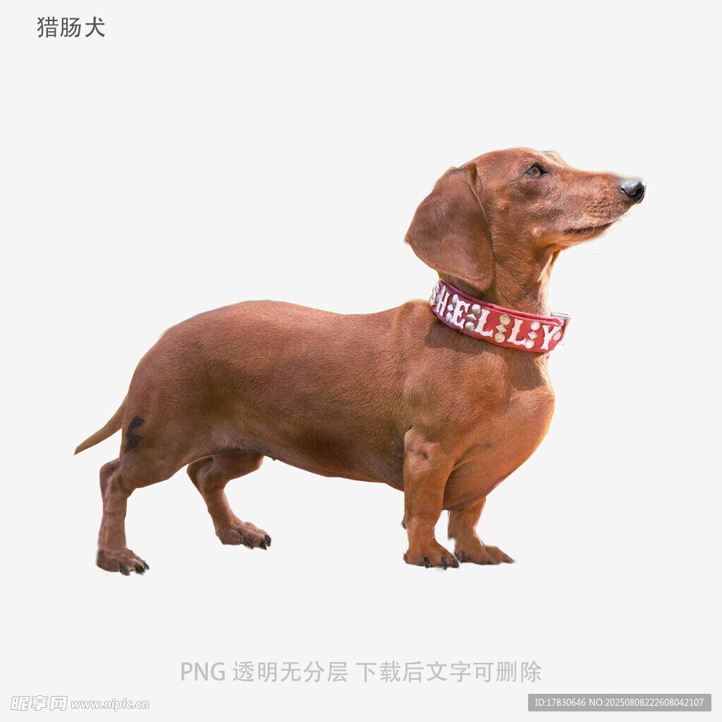獵腸犬