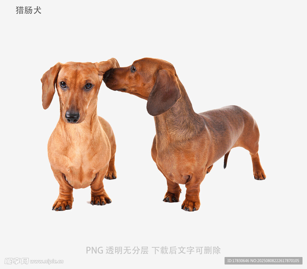 獵腸犬