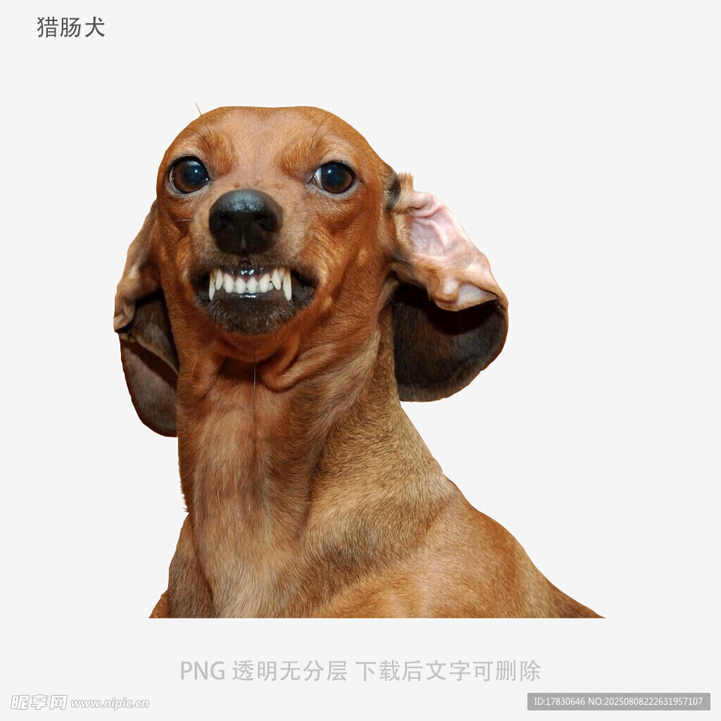 獵腸犬