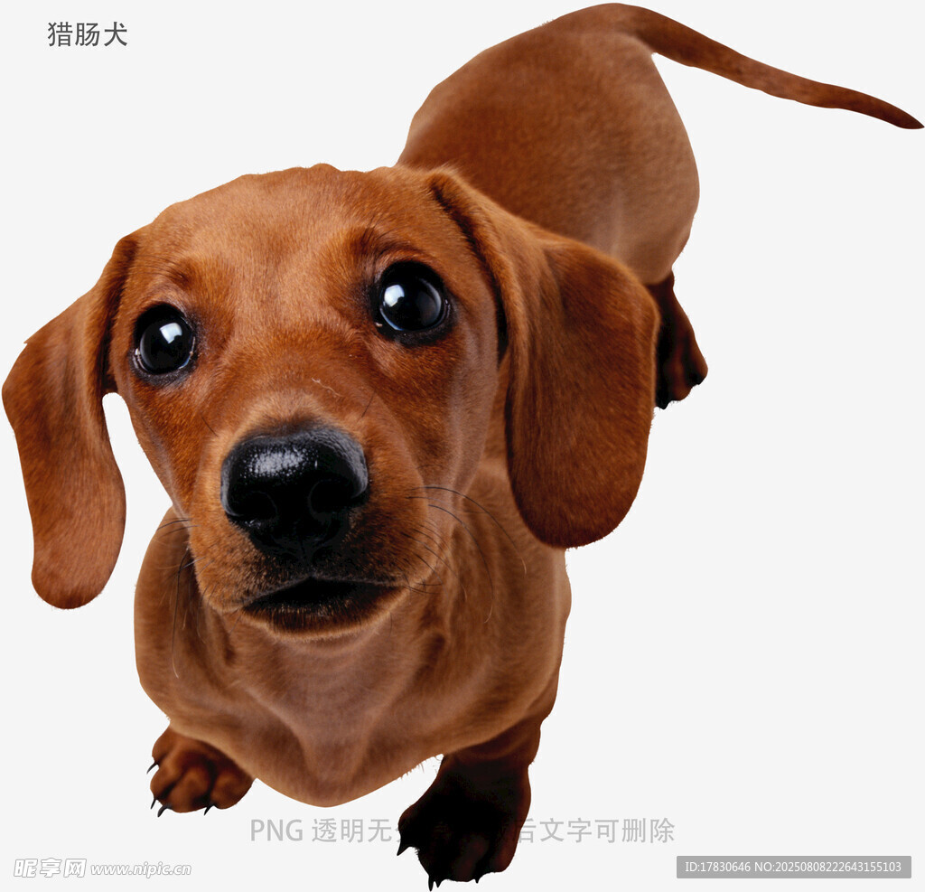 獵腸犬