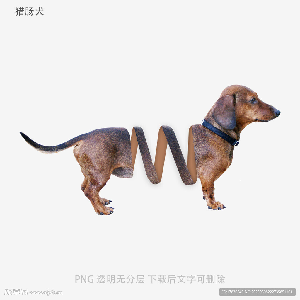獵腸犬