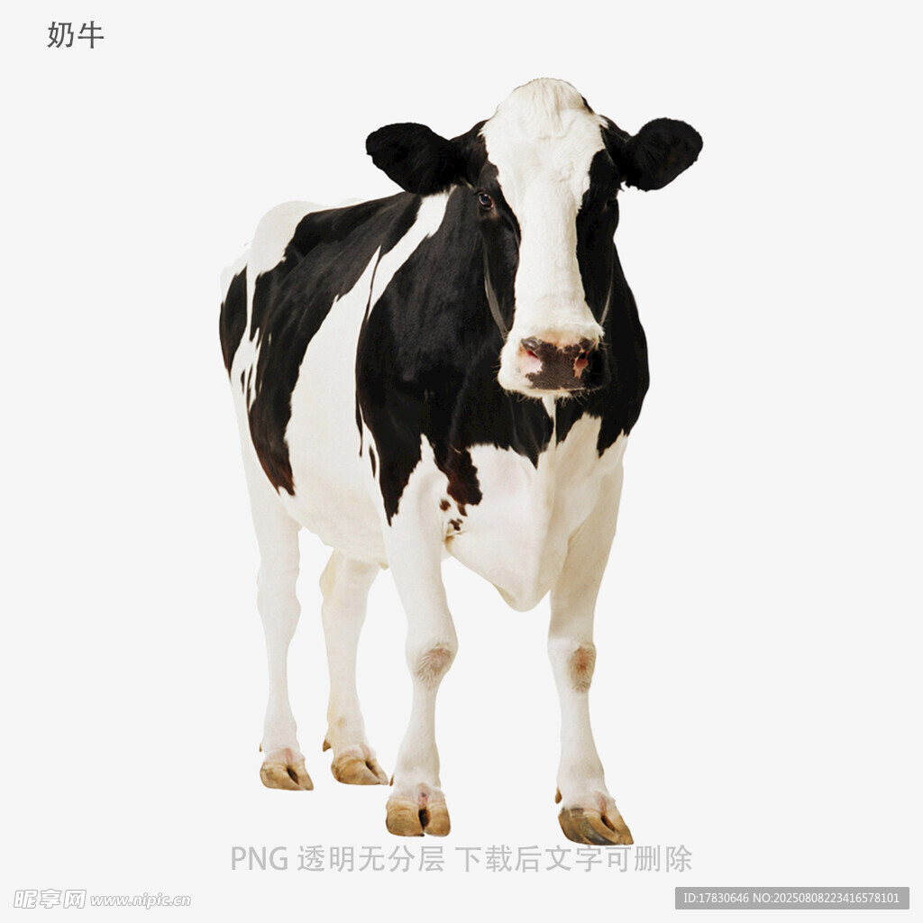 奶牛