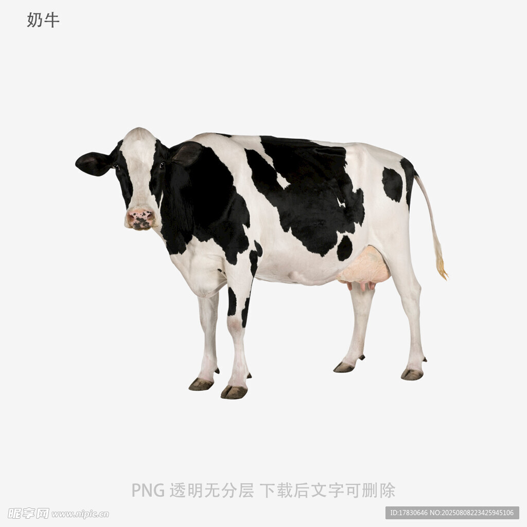 奶牛
