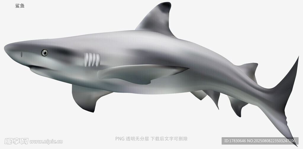 鯊魚