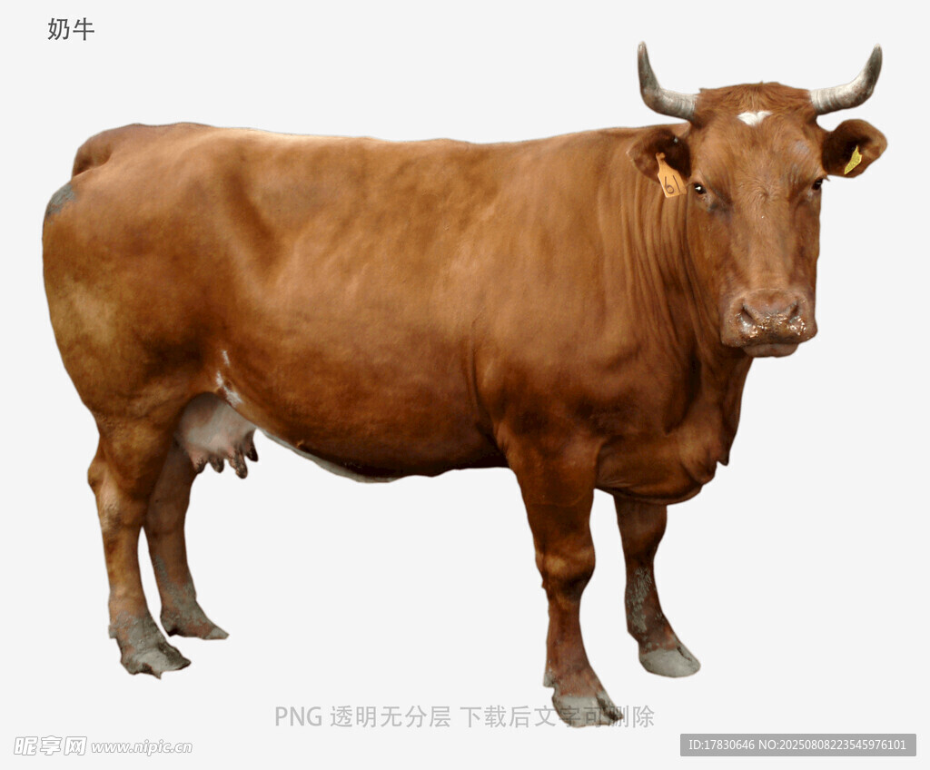 奶牛