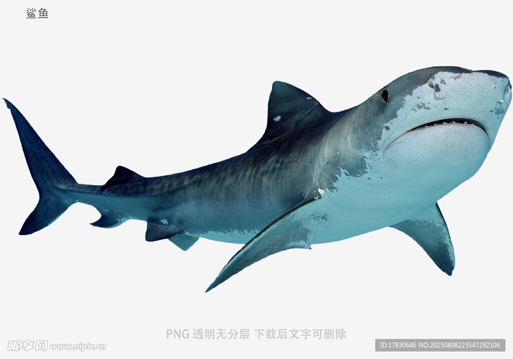鯊魚