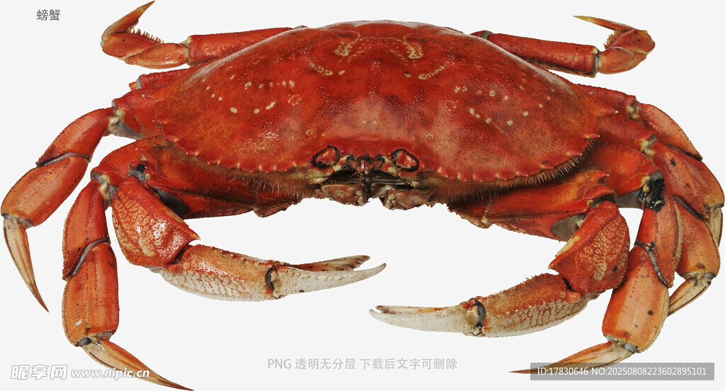 螃蟹