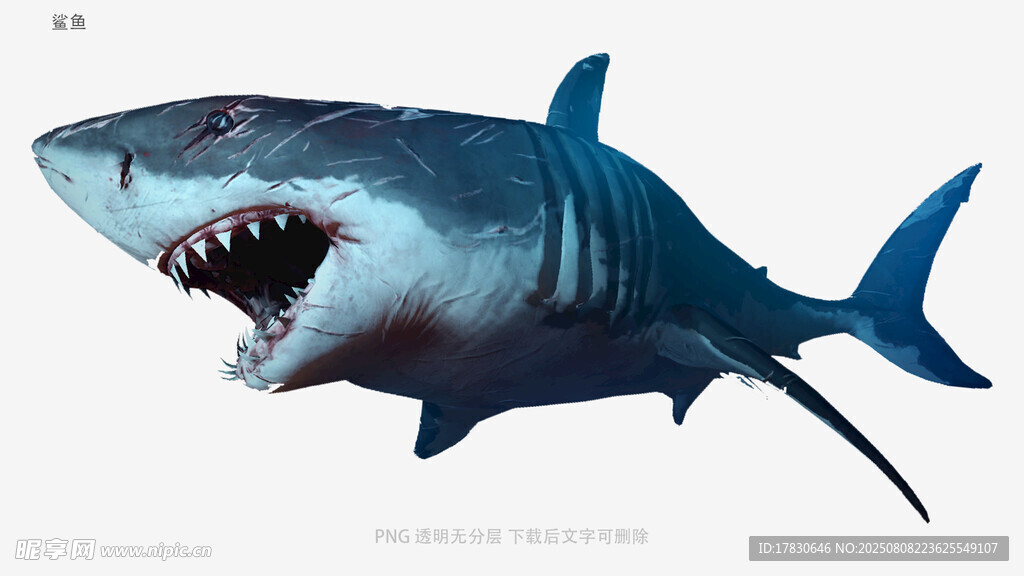 鯊魚
