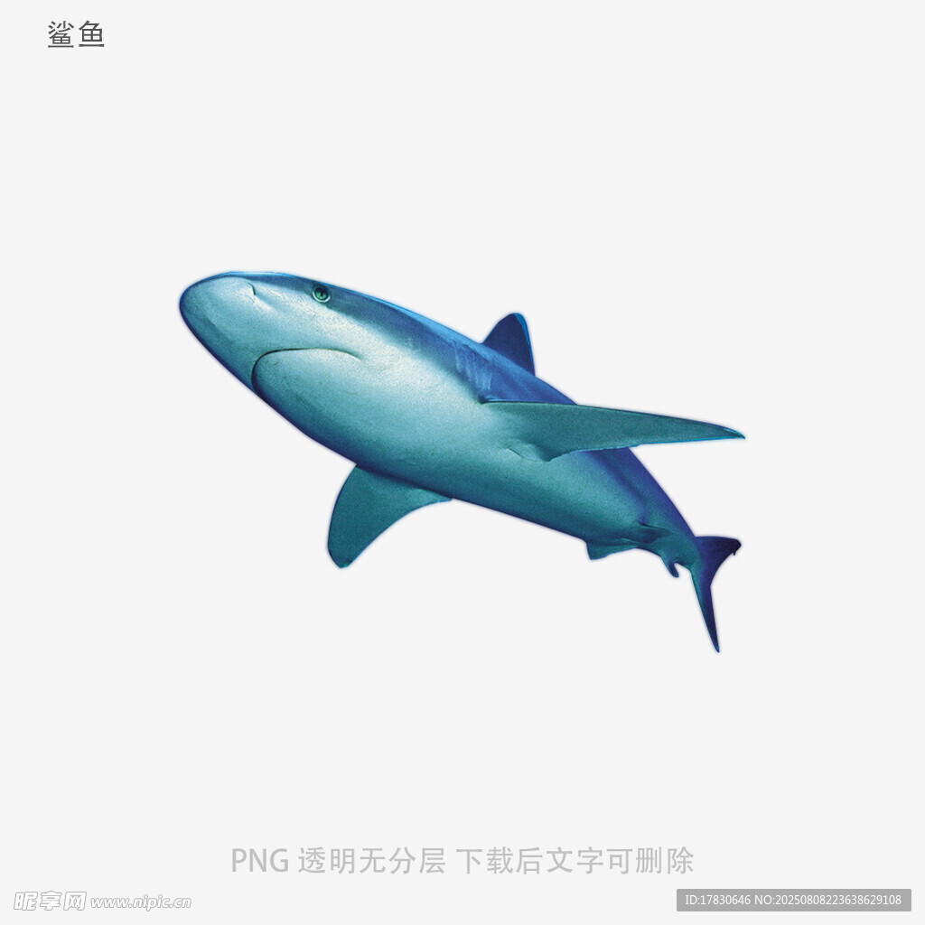 鯊魚