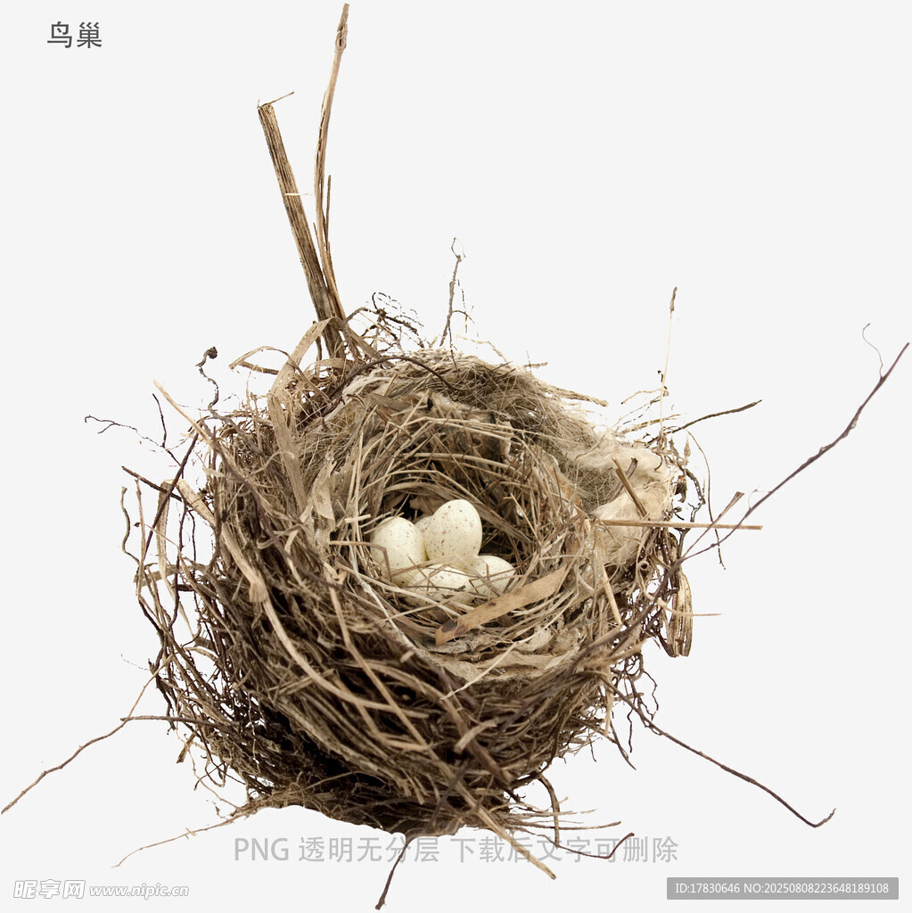 鳥(niǎo)巢