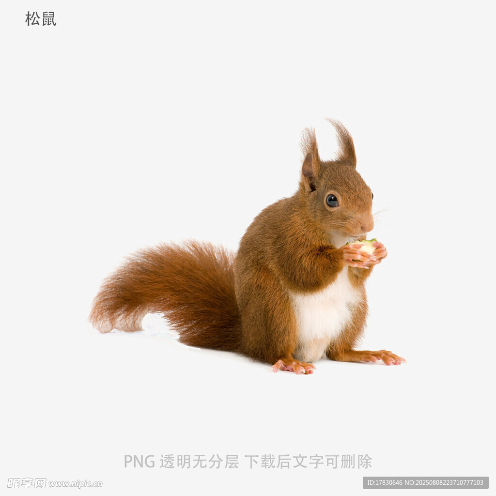 松鼠