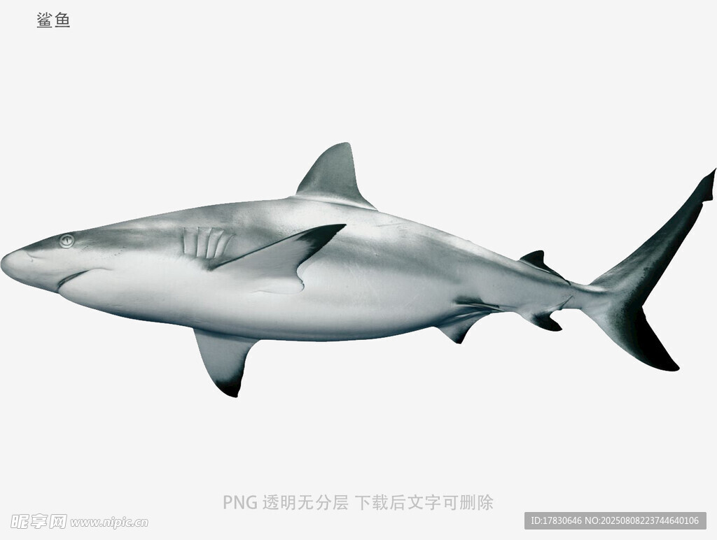 鯊魚
