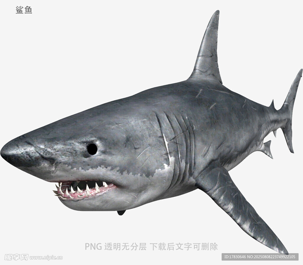 鯊魚