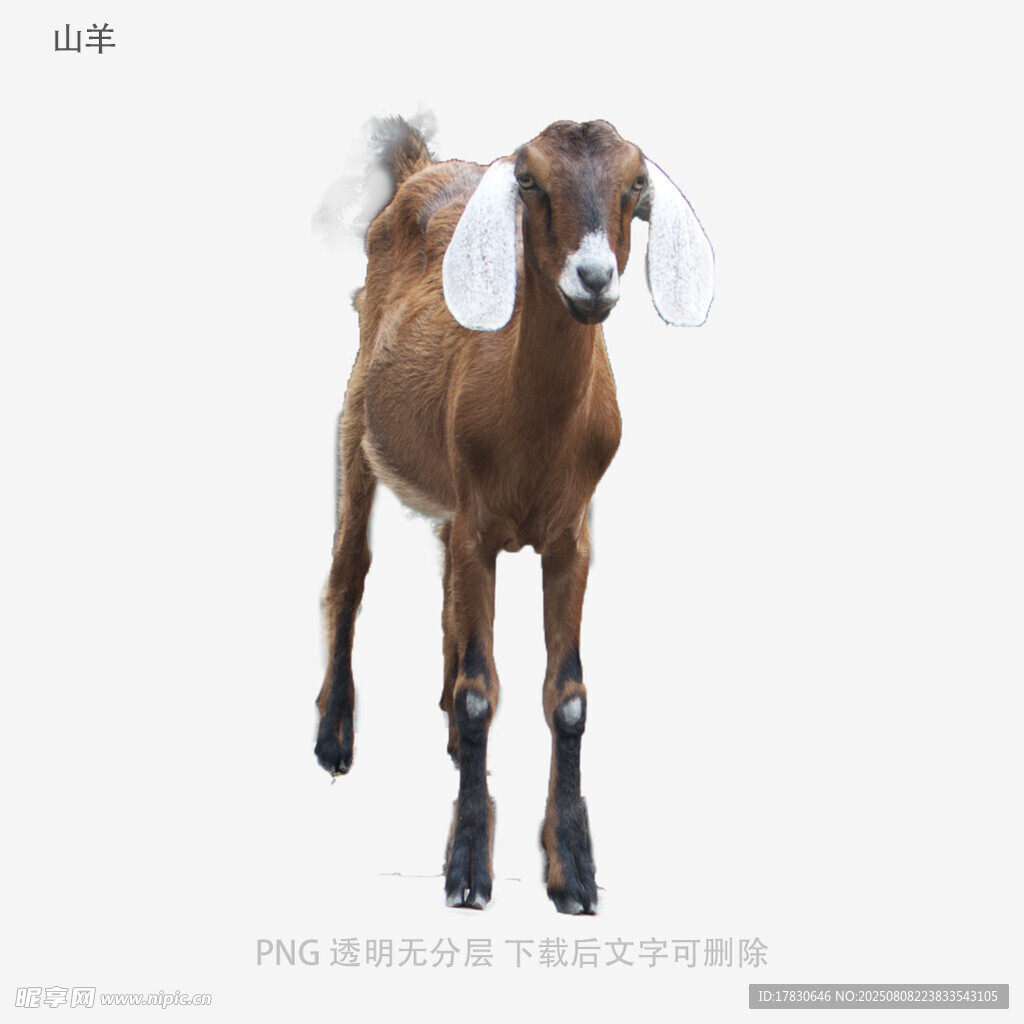山羊