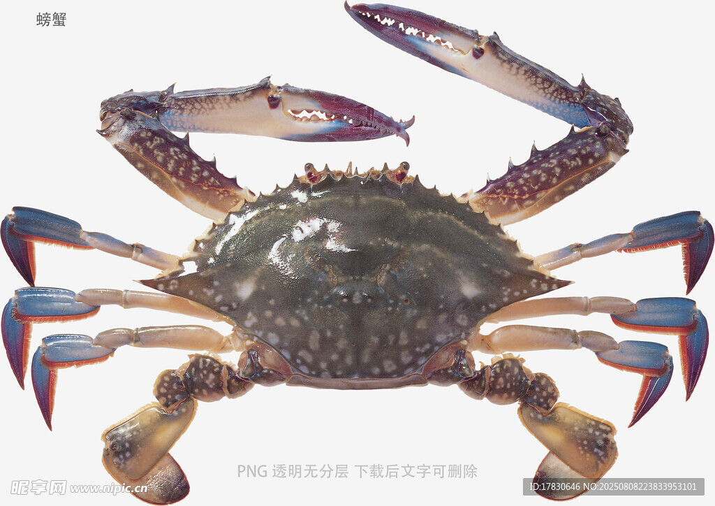 螃蟹