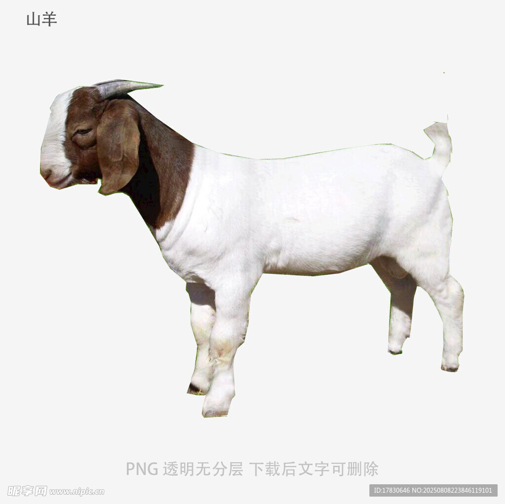山羊