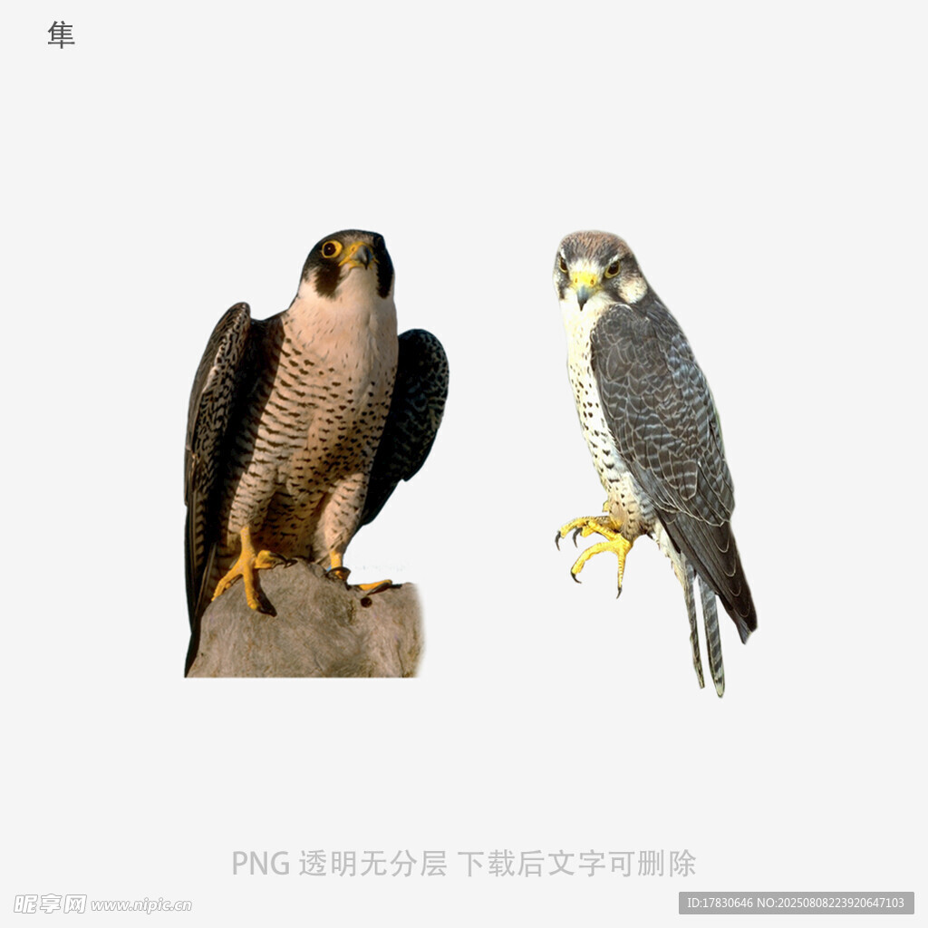 隼