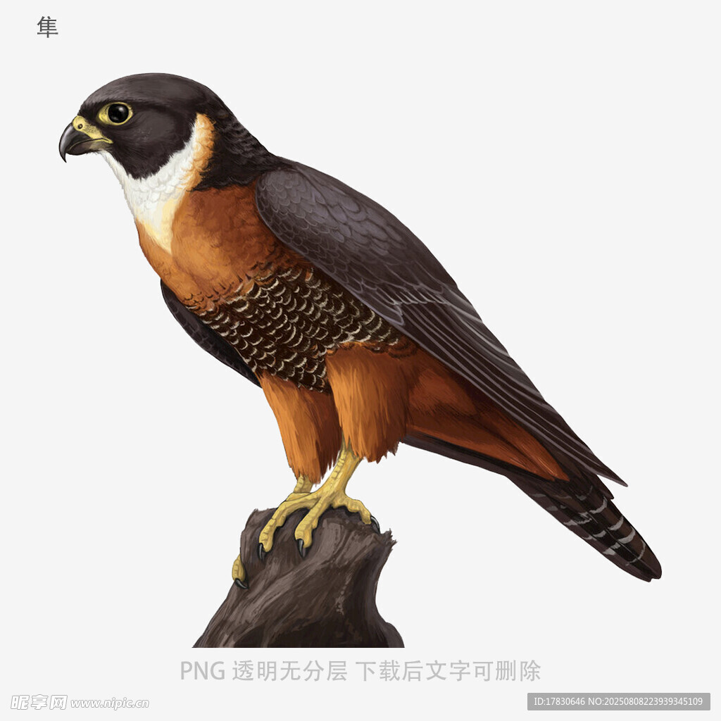 隼