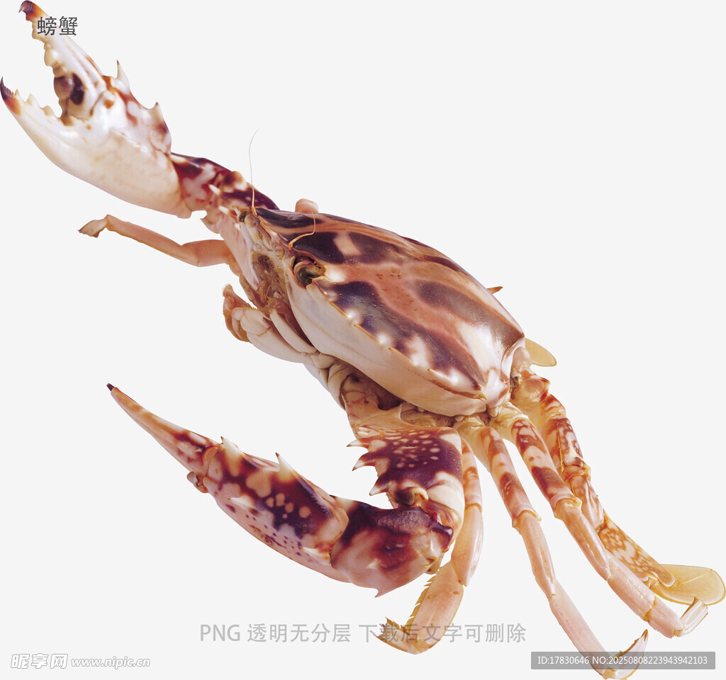 螃蟹