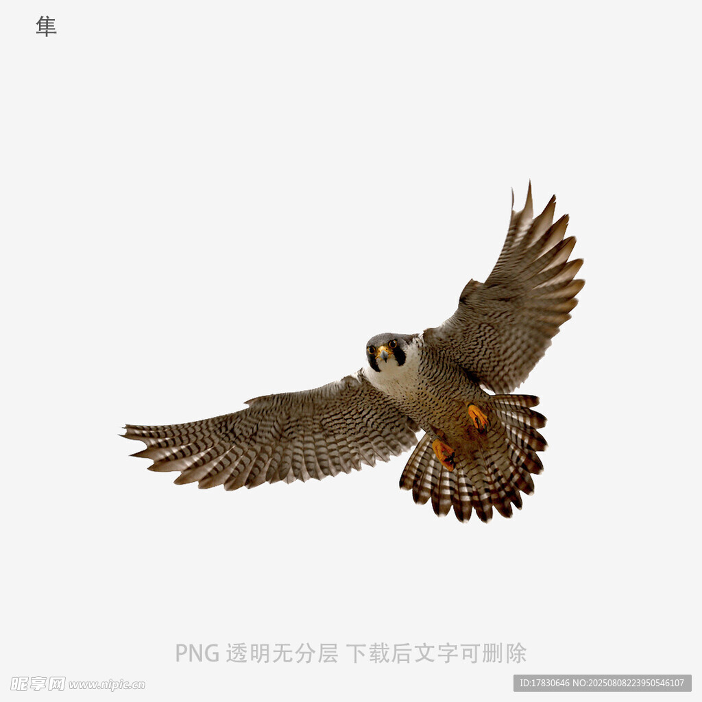 隼