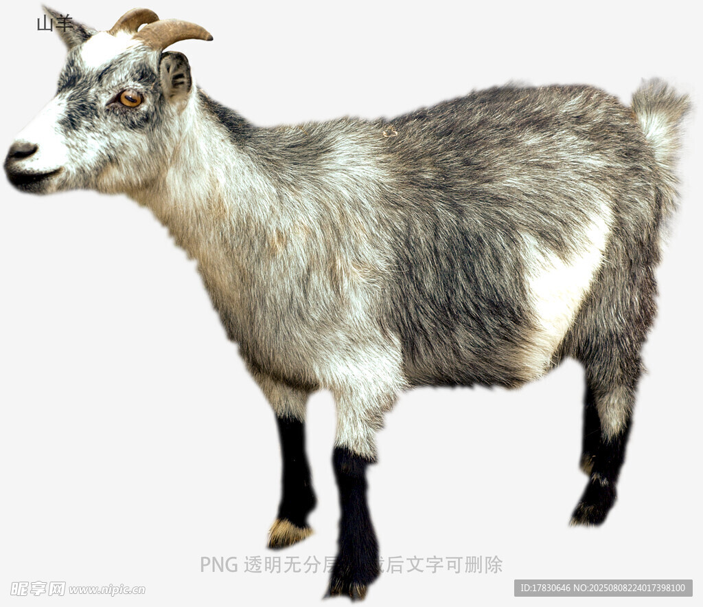山羊